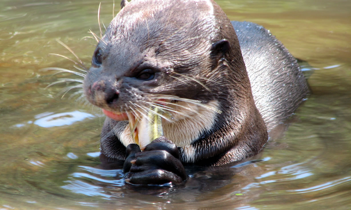 SPOT A GIANT OTTER